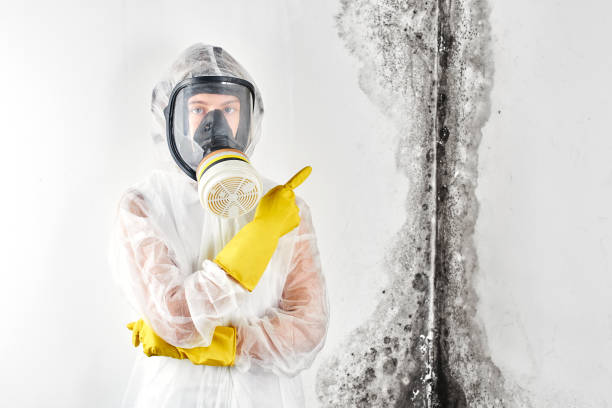 Best Mold Prevention Services  in Hornell, NY