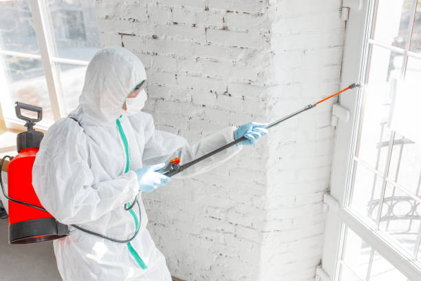 Mold Documentation for Insurance Claims in Hornell, NY