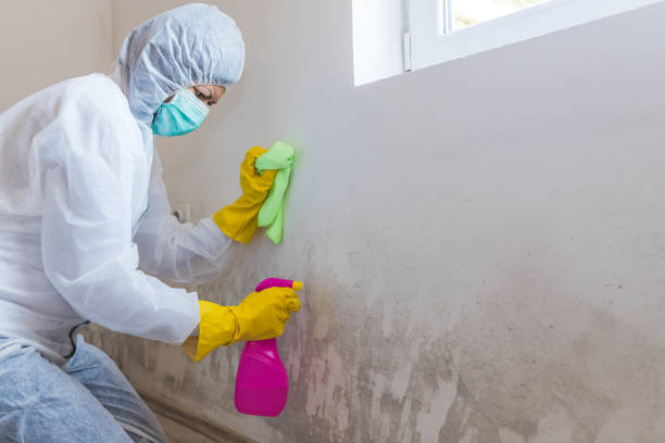 Best Mold Odor Removal Services  in Hornell, NY