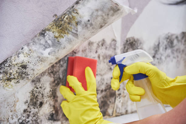 Best Biohazard Mold Removal  in Hornell, NY