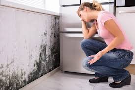 Best Mold Documentation for Insurance Claims  in Hornell, NY